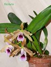 Laelia tenebrosa